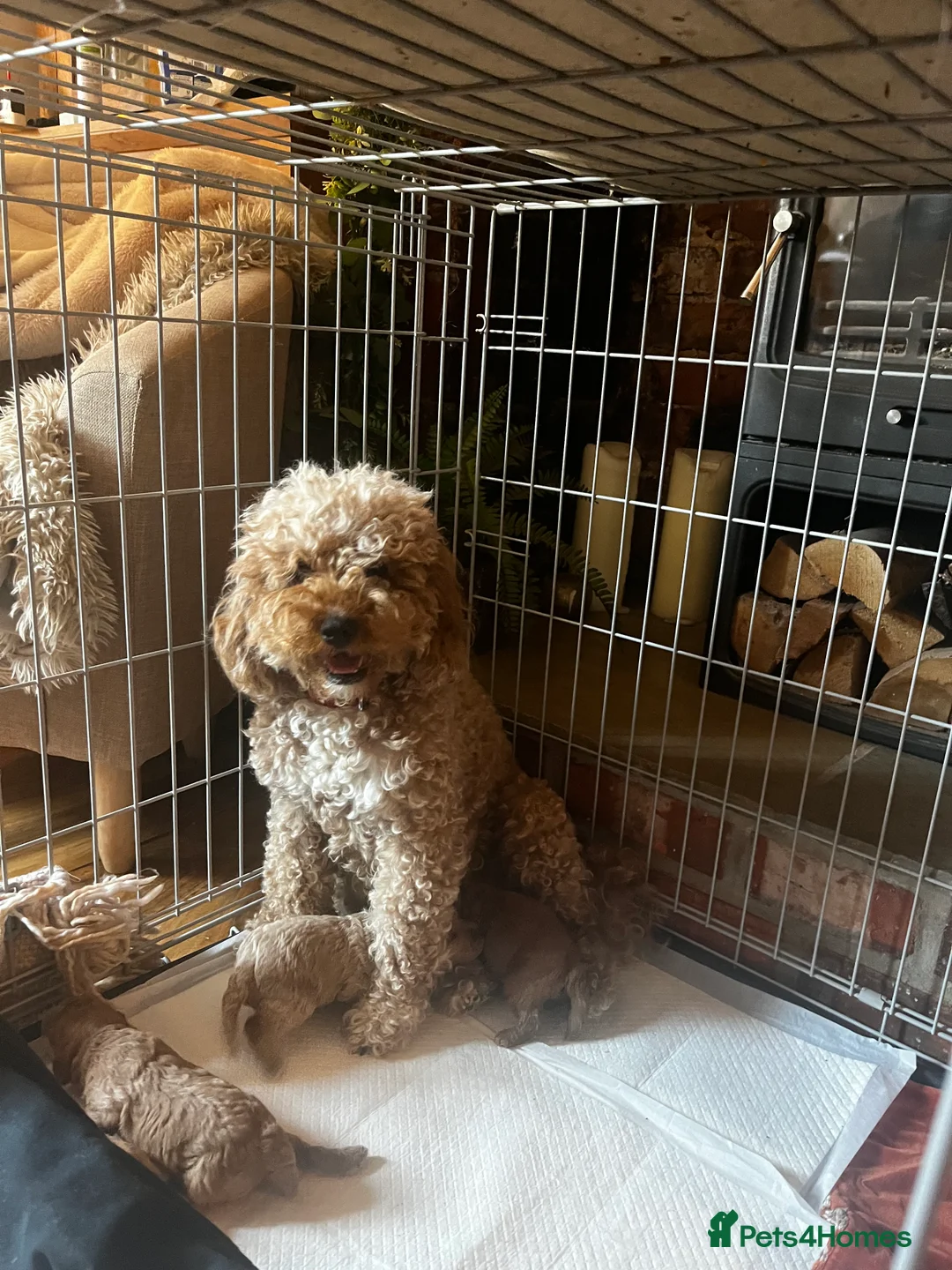 Cavapoo dogs for sale: F1B Cavapoos  - Advert 1