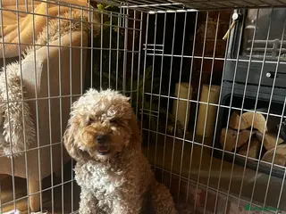 Cavapoo dogs F1B Cavapoos - Advert 1
