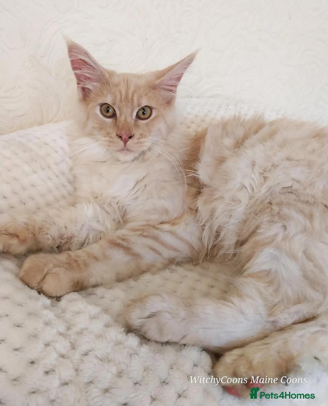 Maine Coon cats for sale: TICA Reg Maine Coon BOY. Cream Smoke. ACTIVE. - Advert 1