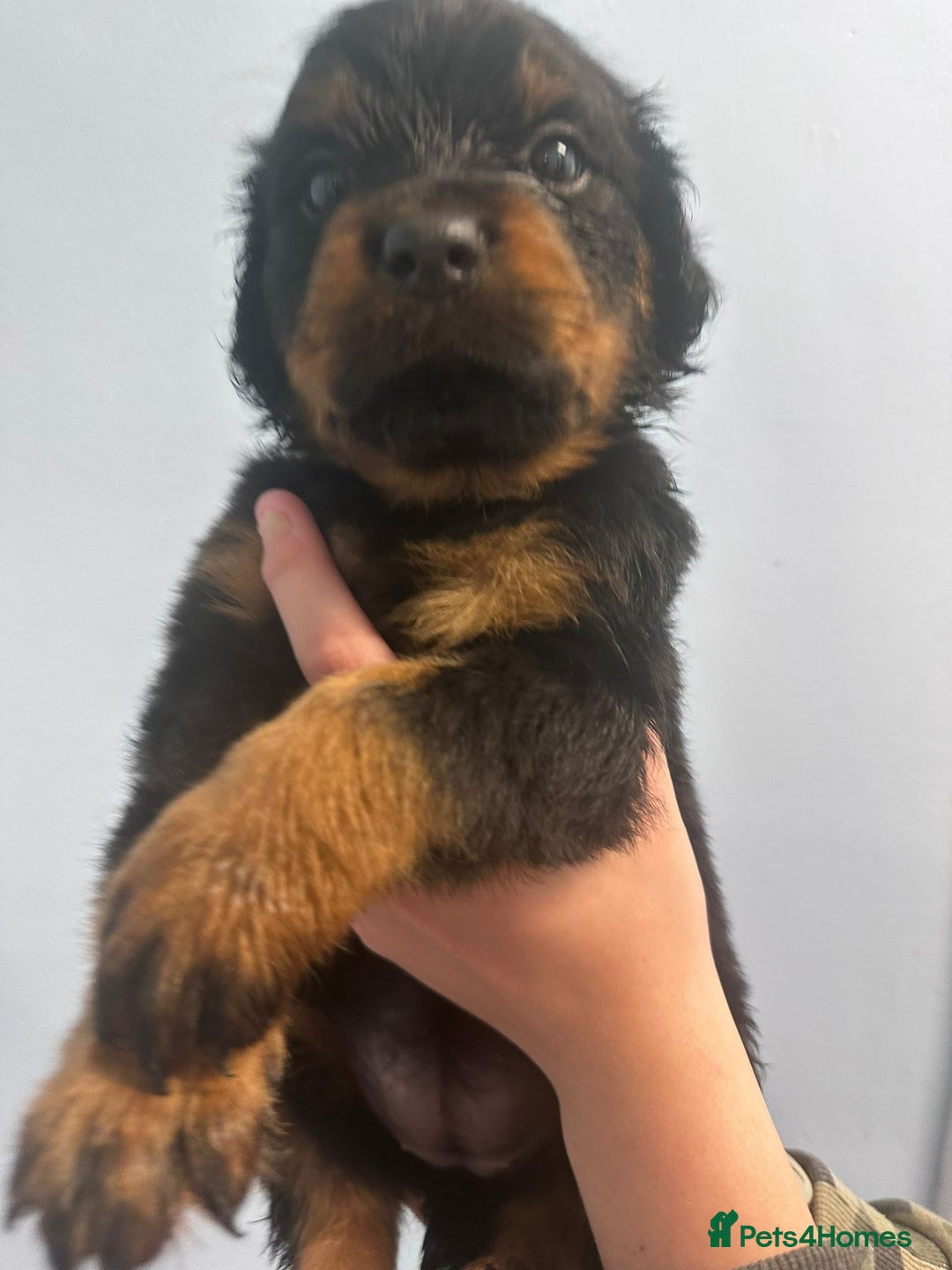 Rottweiler dogs for sale: 🐾 Pure Bred Rottweiler Puppies 🐾 - Image 9