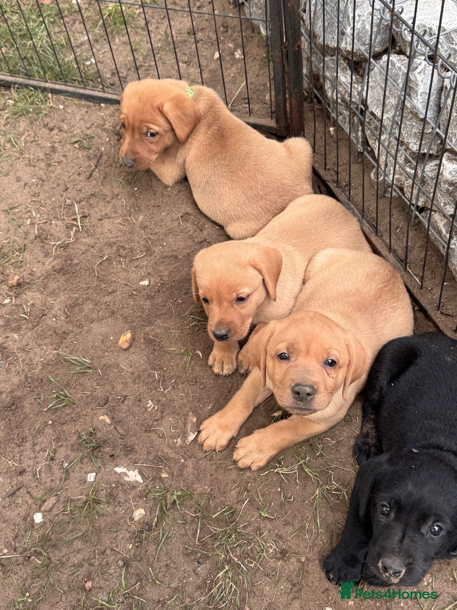 Labrador Retriever dogs Chunky Labrador Puppies ready for new homes 2wks  - Advert 2
