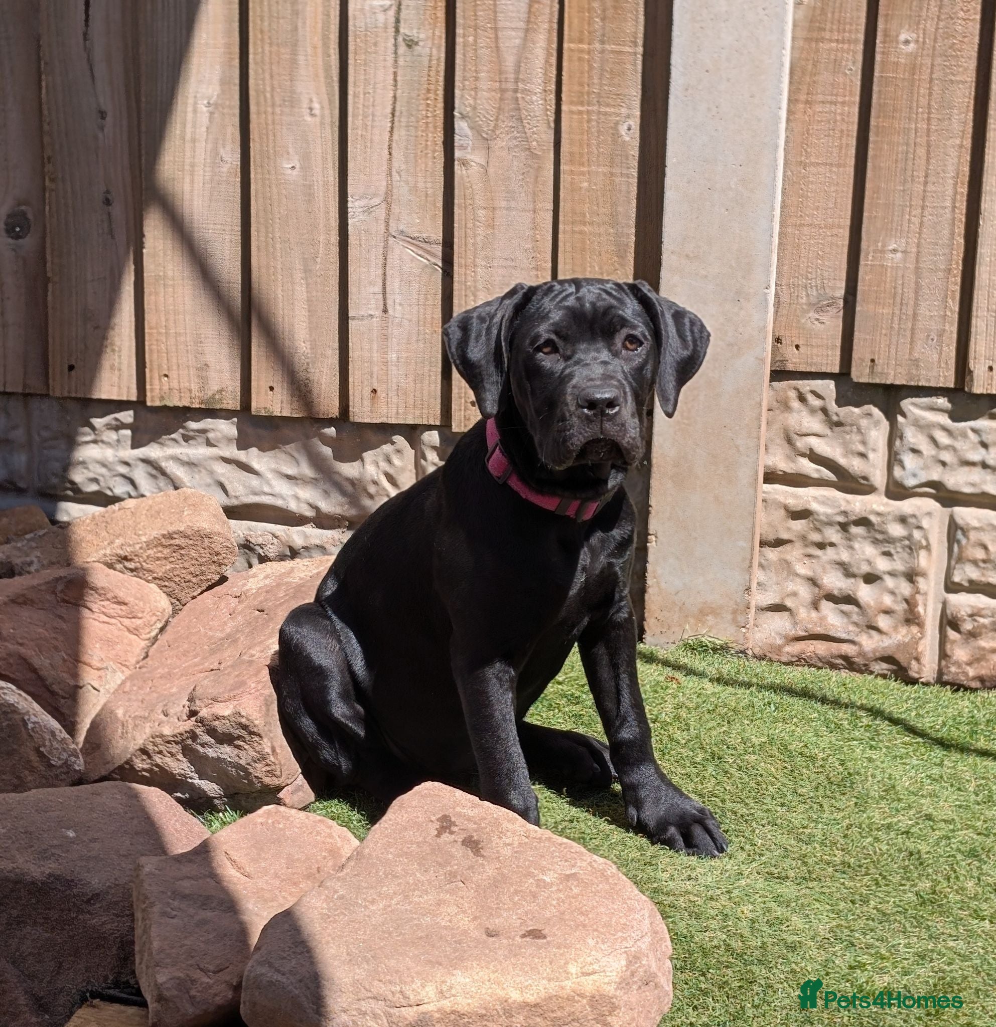 Cane Corso dogs Black female cane corso puppy  - Advert 2