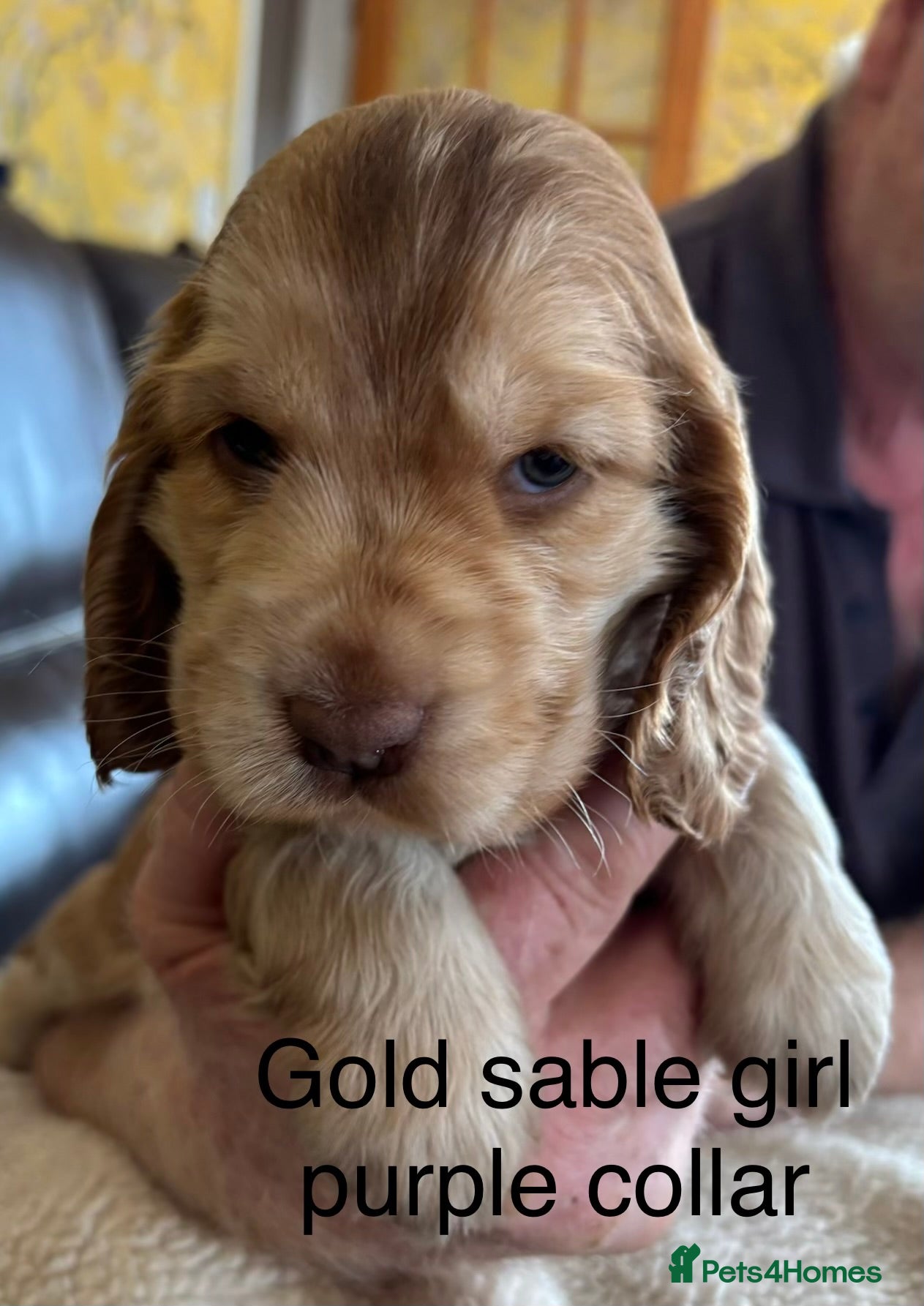 Cocker Spaniel Puppy 5