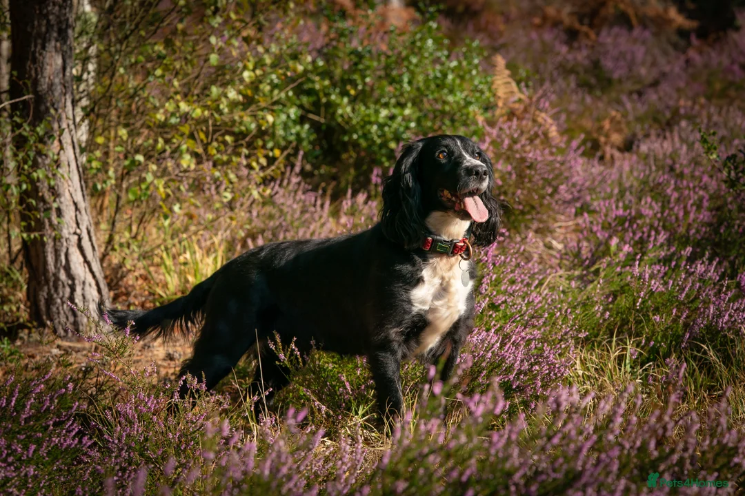 Cocker Spaniel dogs for sale: KC Registered Cocker Spaniel Puppies For Sale - Advert 2