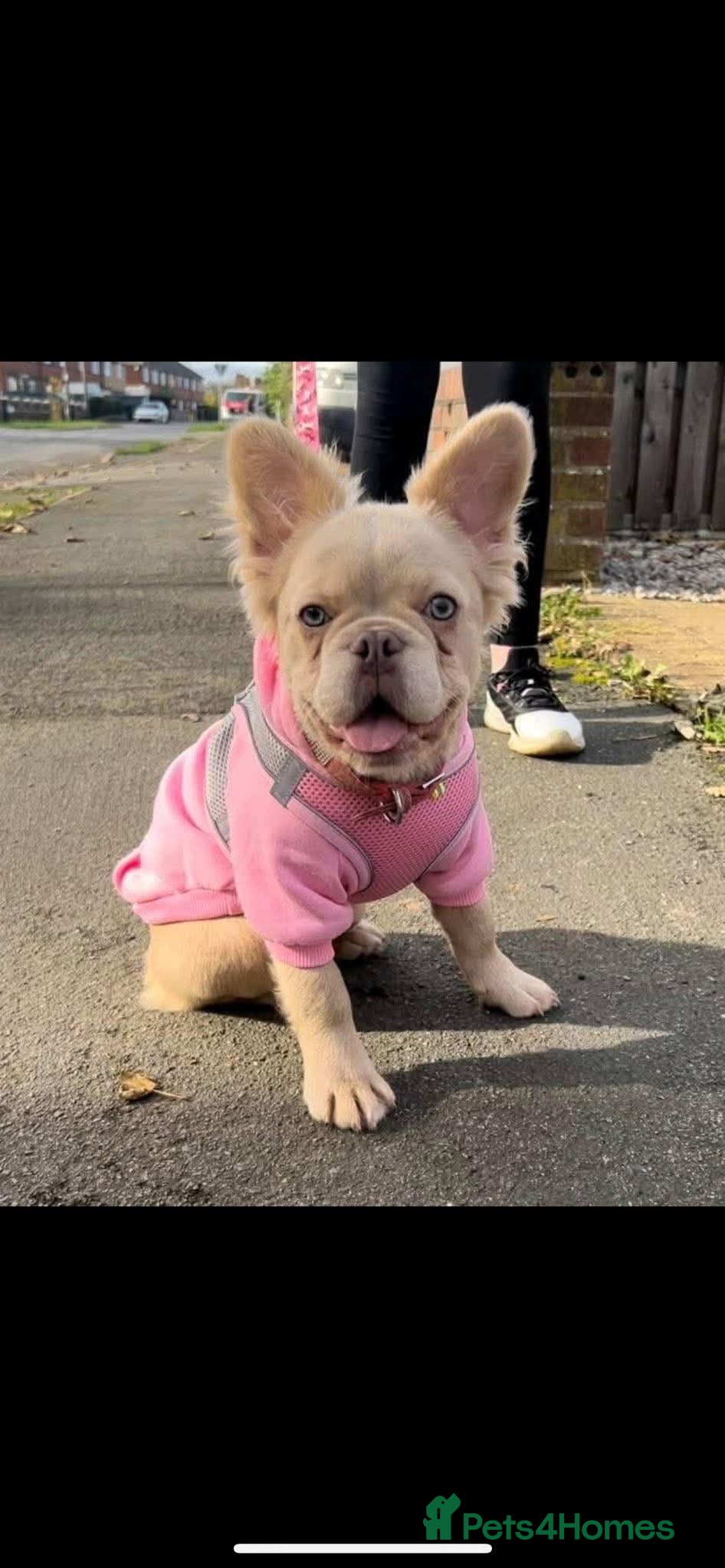 French Bulldog dogs Fluffy French Bulldogs Visual pink to make you 😉  - Advert 1