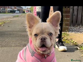 French Bulldog dogs Fluffy French Bulldogs Visual pink to make you 😉 - Advert 1