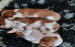 Cavalier King Charles Spaniel dogs for sale: Outstanding Cavalier King Charles Puppies  - Image 5
