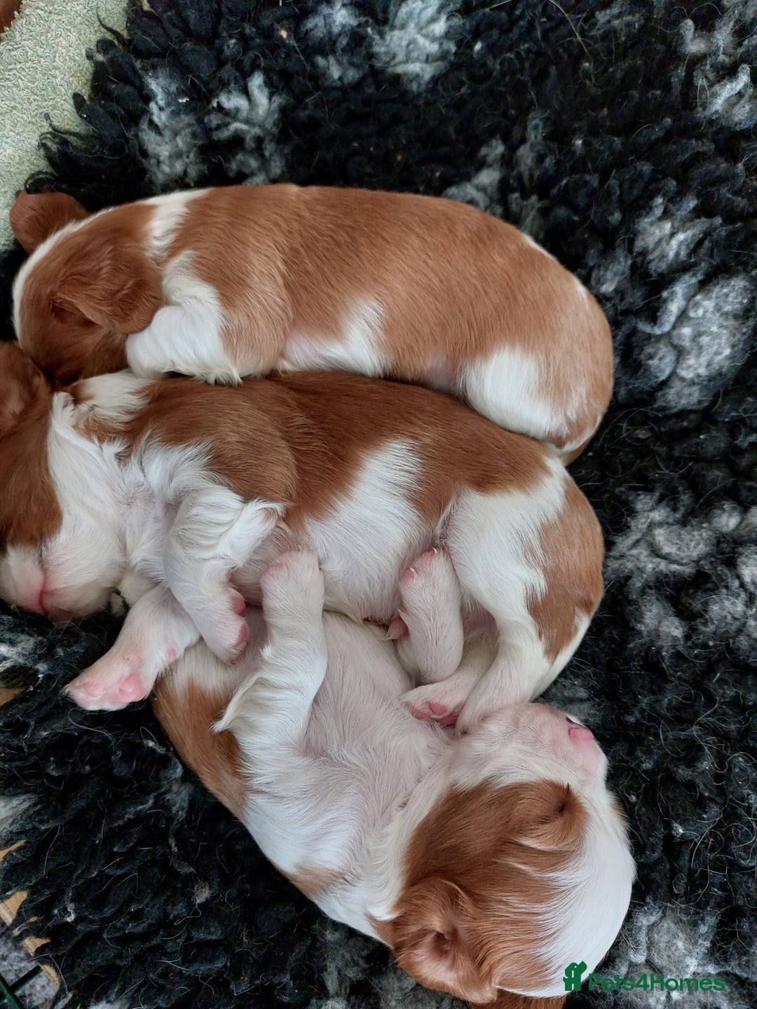 Cavalier King Charles Spaniel dogs for sale: Outstanding Cavalier King Charles Puppies  - Image 5
