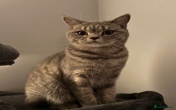 British Shorthair cats for sale: Beautiful BSH Cats Brother and Sister  - Image 11