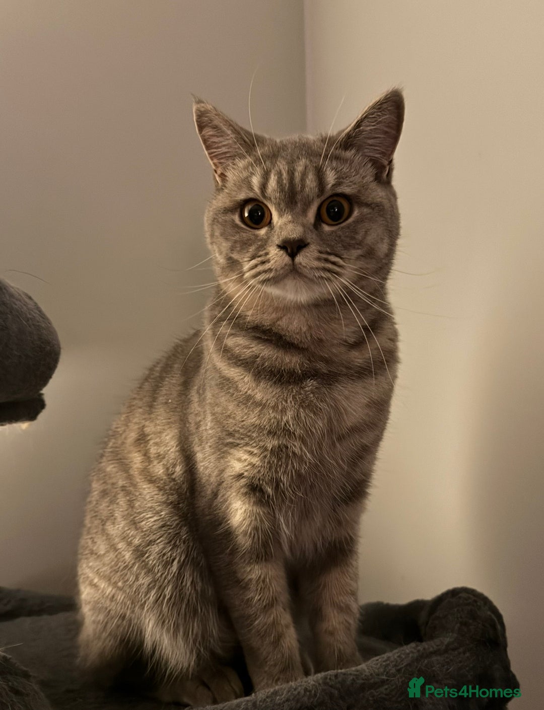 British Shorthair cats for sale: Beautiful BSH Cats Brother and Sister  - Image 11
