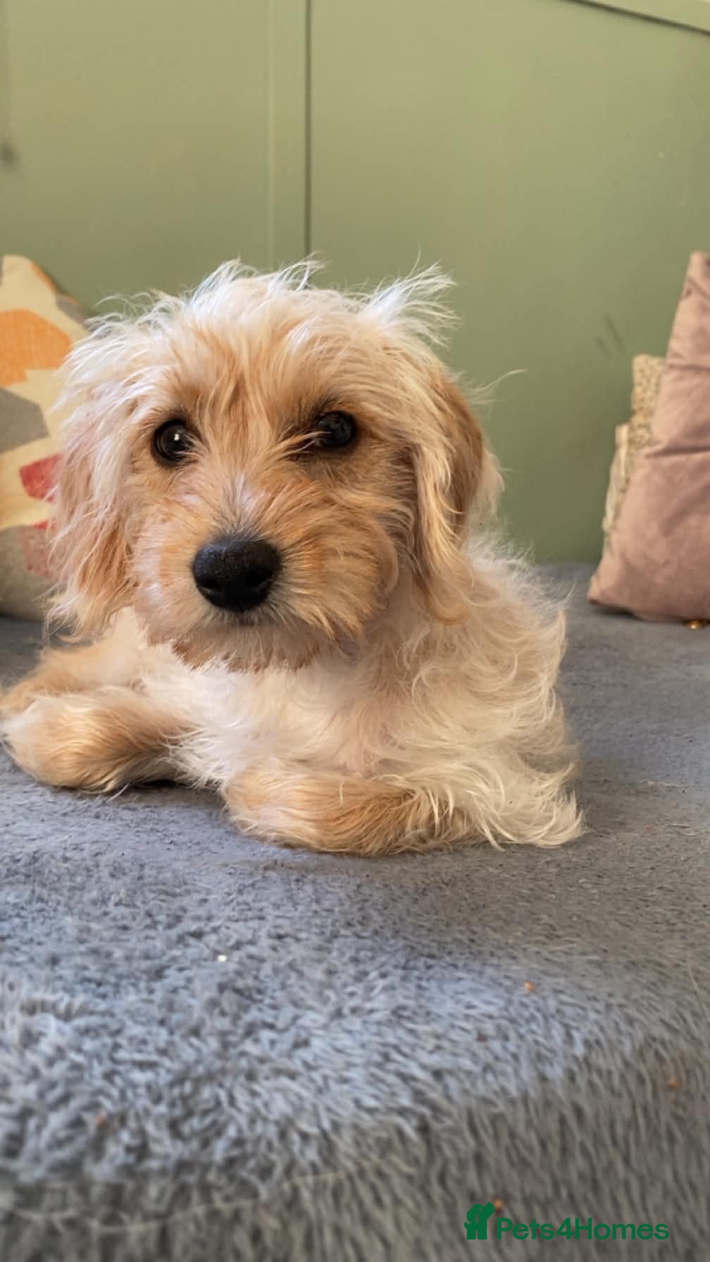 Mixed Breed dogs Meet Baby girl - Advert 3