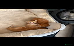 Mixed Breed cats for sale: Adorable fluffy ginger kittens  - Image 7