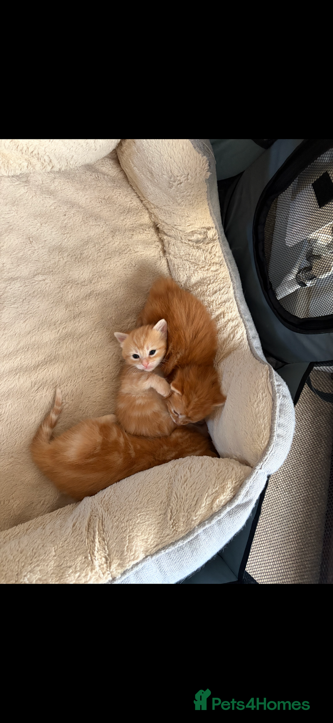 Mixed Breed cats for sale: Adorable fluffy ginger kittens  - Image 7