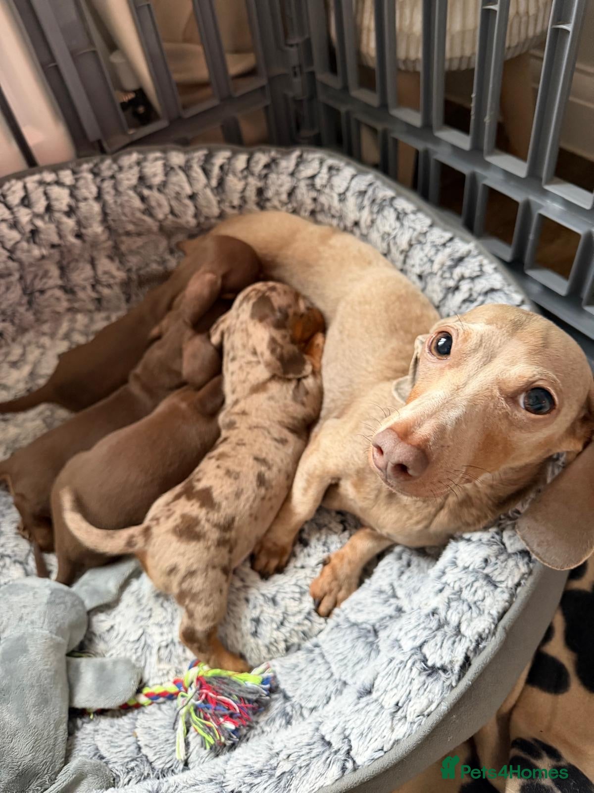 Miniature Dachshund dogs Beautiful miniature dachshund puppies - Advert 4