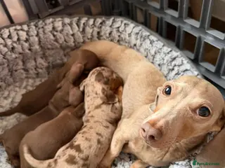 Miniature Dachshund dogs Beautiful miniature dachshund puppies - Advert 4