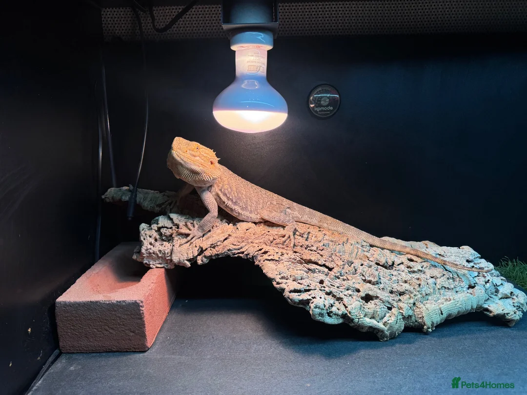 Bearded Dragon reptiles for sale: Ziggy 5yr old male bearded dragon in Baldock - Advert 1