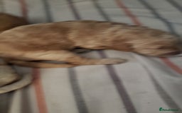 Labradoodle dogs for sale: Labradoodle puppies - Image 5