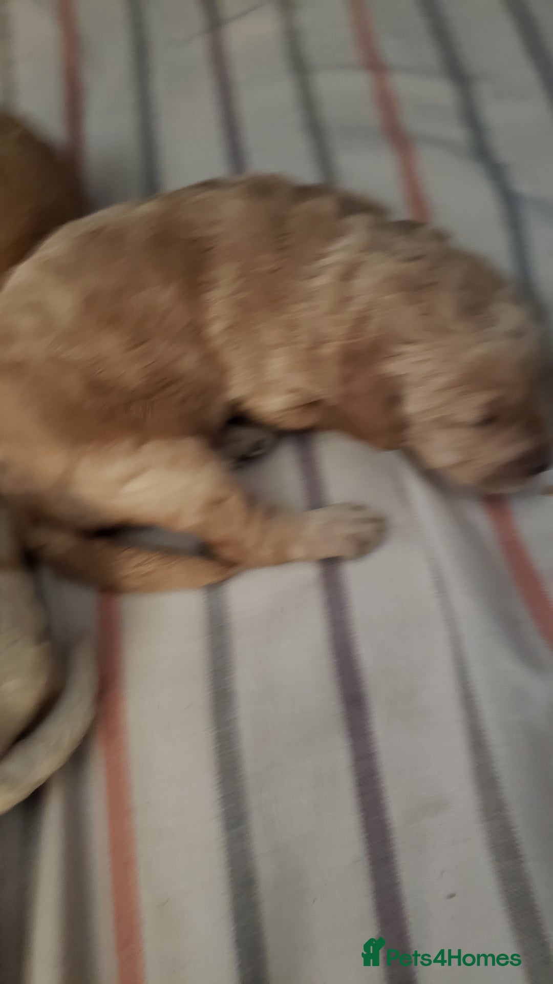 Labradoodle dogs for sale: Labradoodle puppies - Image 5