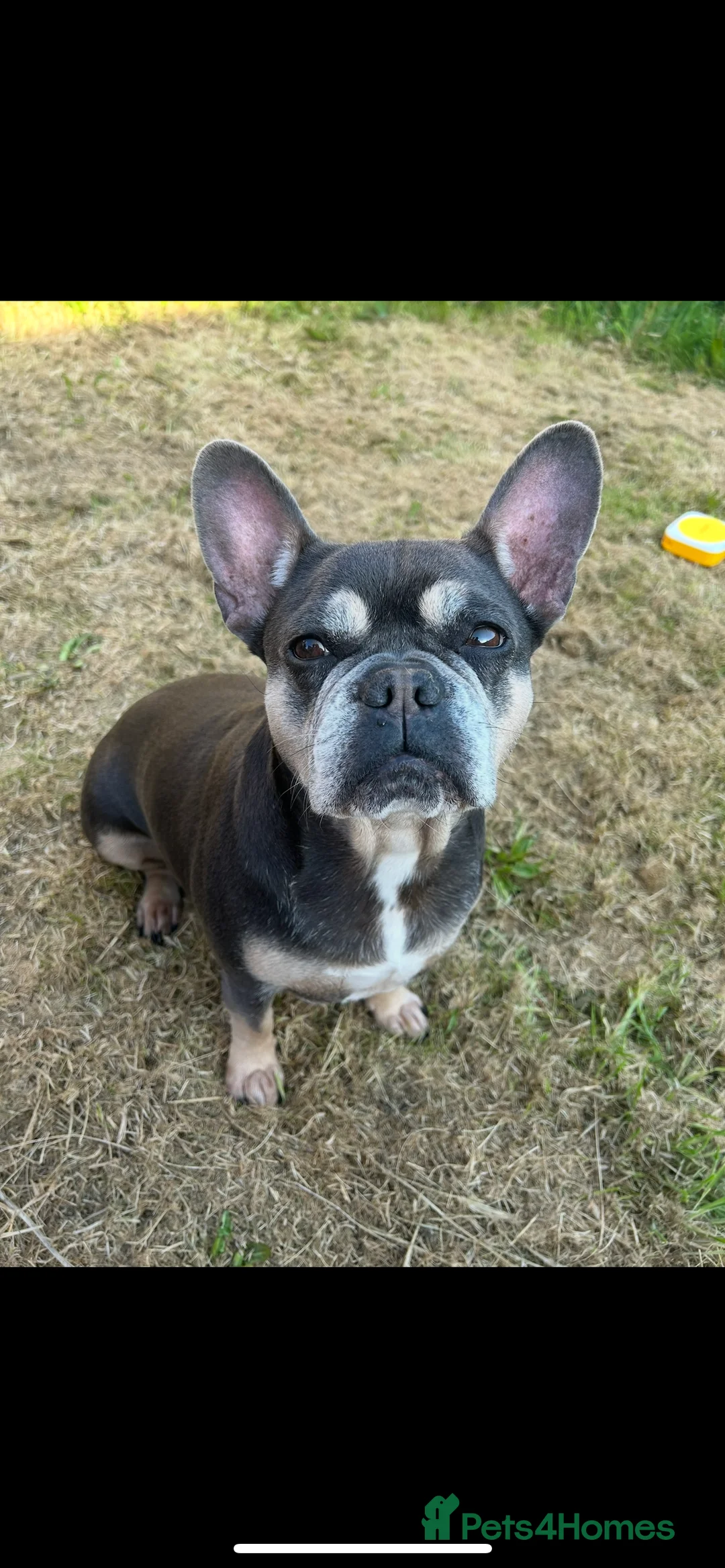 French Bulldog dogs for sale: Coco  - Advert 1