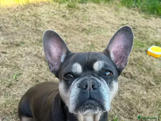 French Bulldog dogs Coco - Advert 2