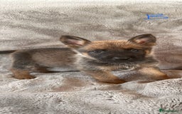 Belgian Shepherd Dog dogs for sale: Dutch Herder Puppies  - Image 8