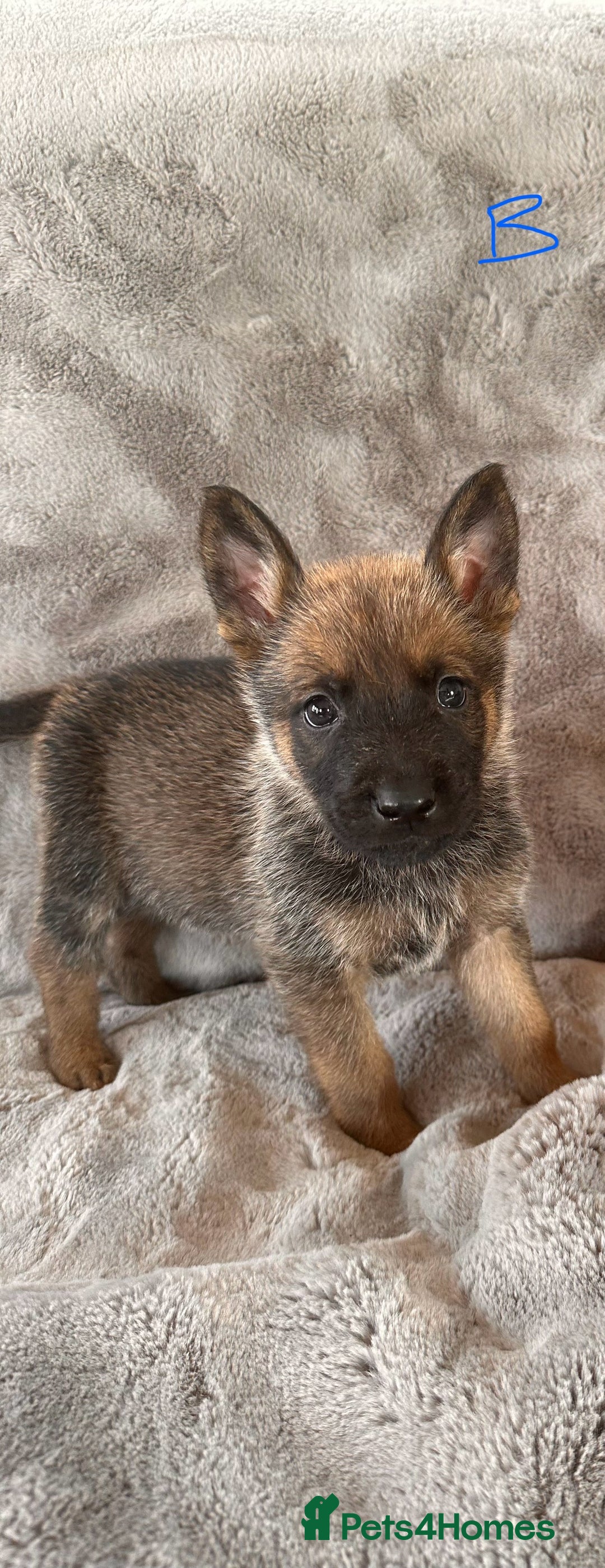 Belgian Shepherd Dog dogs for sale: Dutch Herder Puppies  - Image 8