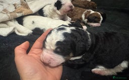 Bernedoodle dogs for sale: Bernedoodle F1B puppies - Image 15