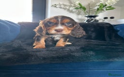 Cocker Spaniel dogs for sale: BEAUTIFUL LITTER OF TRICOLOURED COCKER SPANIELS  - Image 38