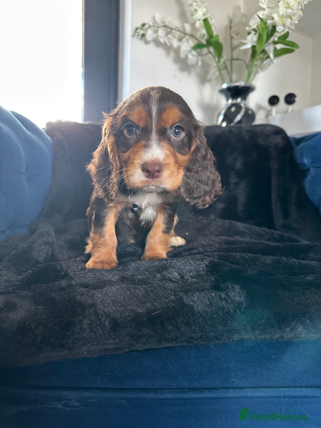 Cocker Spaniel dogs for sale: BEAUTIFUL LITTER OF TRICOLOURED COCKER SPANIELS  - Image 38