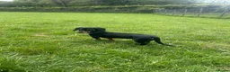 Dachshund dogs for sale: Black and Tan boy  - Advert 3