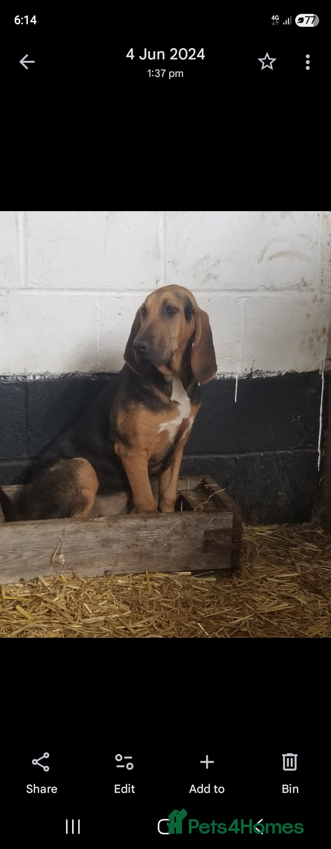 Bloodhound dogs for sale: Bloodhound pups  - Advert 1