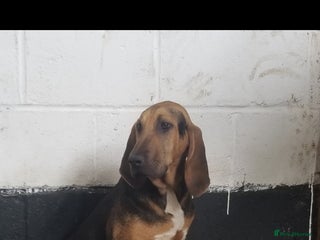 Bloodhound dogs Bloodhound pups - Advert 1