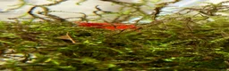 Mixed Breed livestock for sale: Neocaradina shrimp - Advert 15