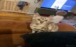 Bengal cats for sale: Male Snow bengal - Image 1