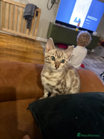 Bengal cats - Advert 8