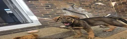 Mixed Breed dogs for sale: Stunning German Shepherd,Australian Kelpie Puppies in Littlehampton - Advert 6