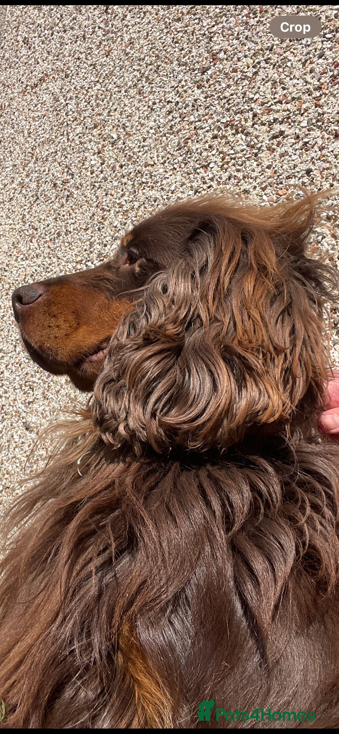 Cocker Spaniel dogs for sale: Cockerspaniel puppys Ready now!!! - Advert 14