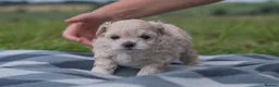Maltipoo dogs for sale: Beautiful Multipoo Puppies in Perth - Advert 9