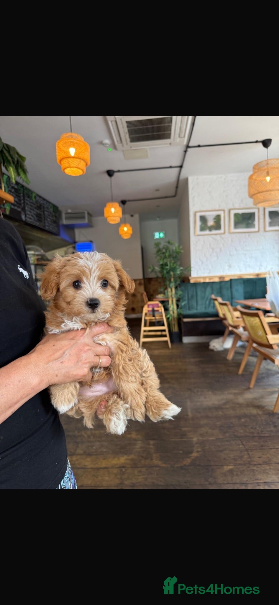 Maltipoo dogs 1 BOY LEFT (Oscar) RARE F1B Maltipoo Puppies - Advert 5