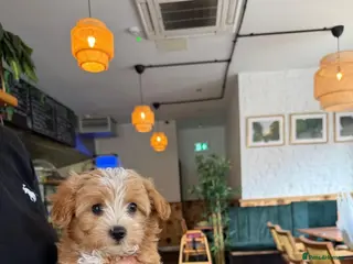 Maltipoo dogs 1 BOY LEFT (Oscar) RARE F1B Maltipoo Puppies - Advert 3