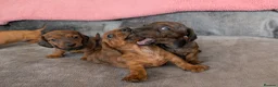 Miniature Dachshund dogs for sale: Miniature Dachshund  - Advert 8
