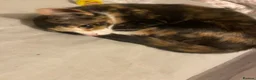 Mixed Breed cats for sale: 🎀 Stunning kittens 🎀 - Advert 3