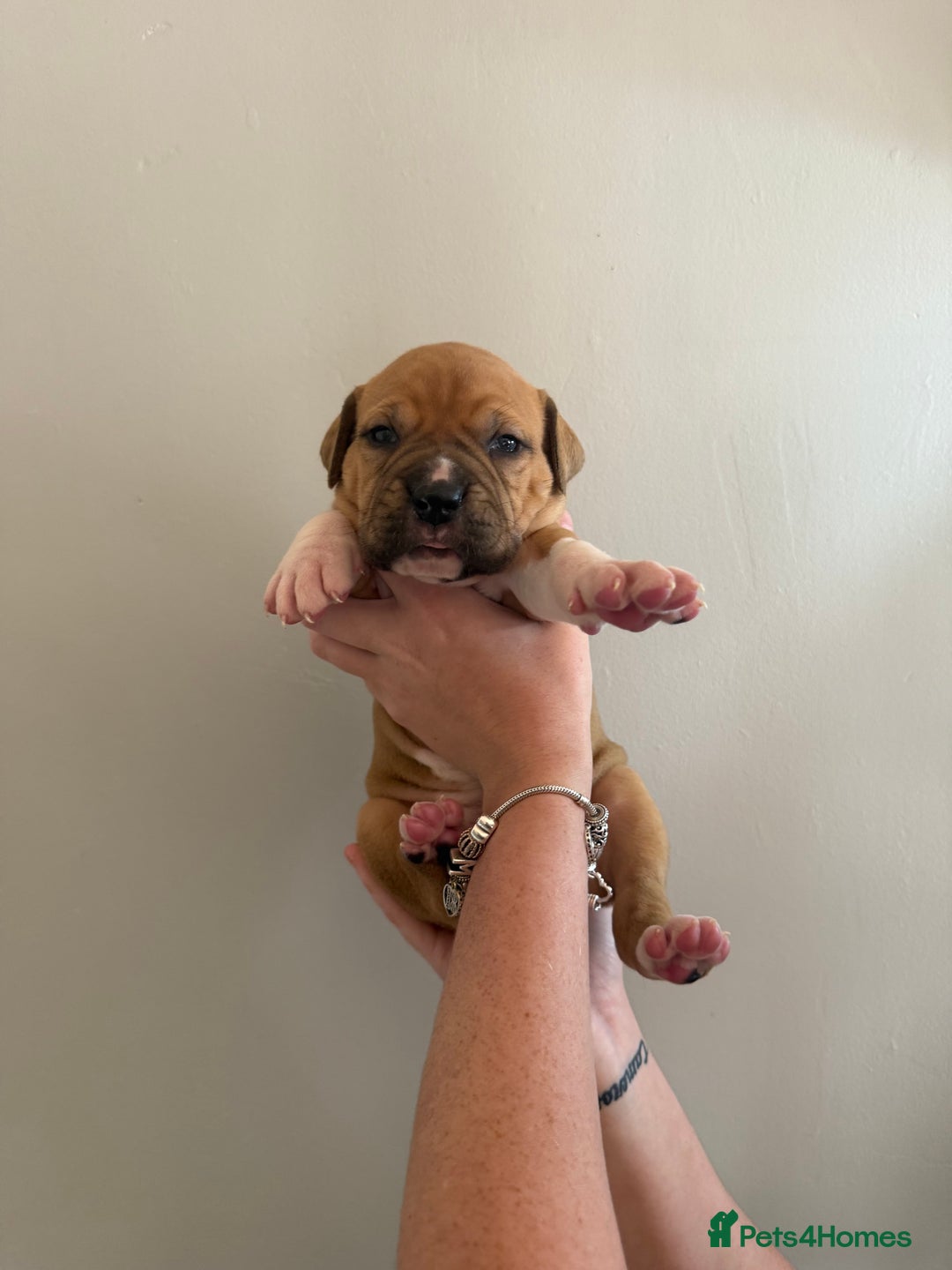 Mixed Breed dogs for sale: American Bulldog X Cane Corso - Image 5