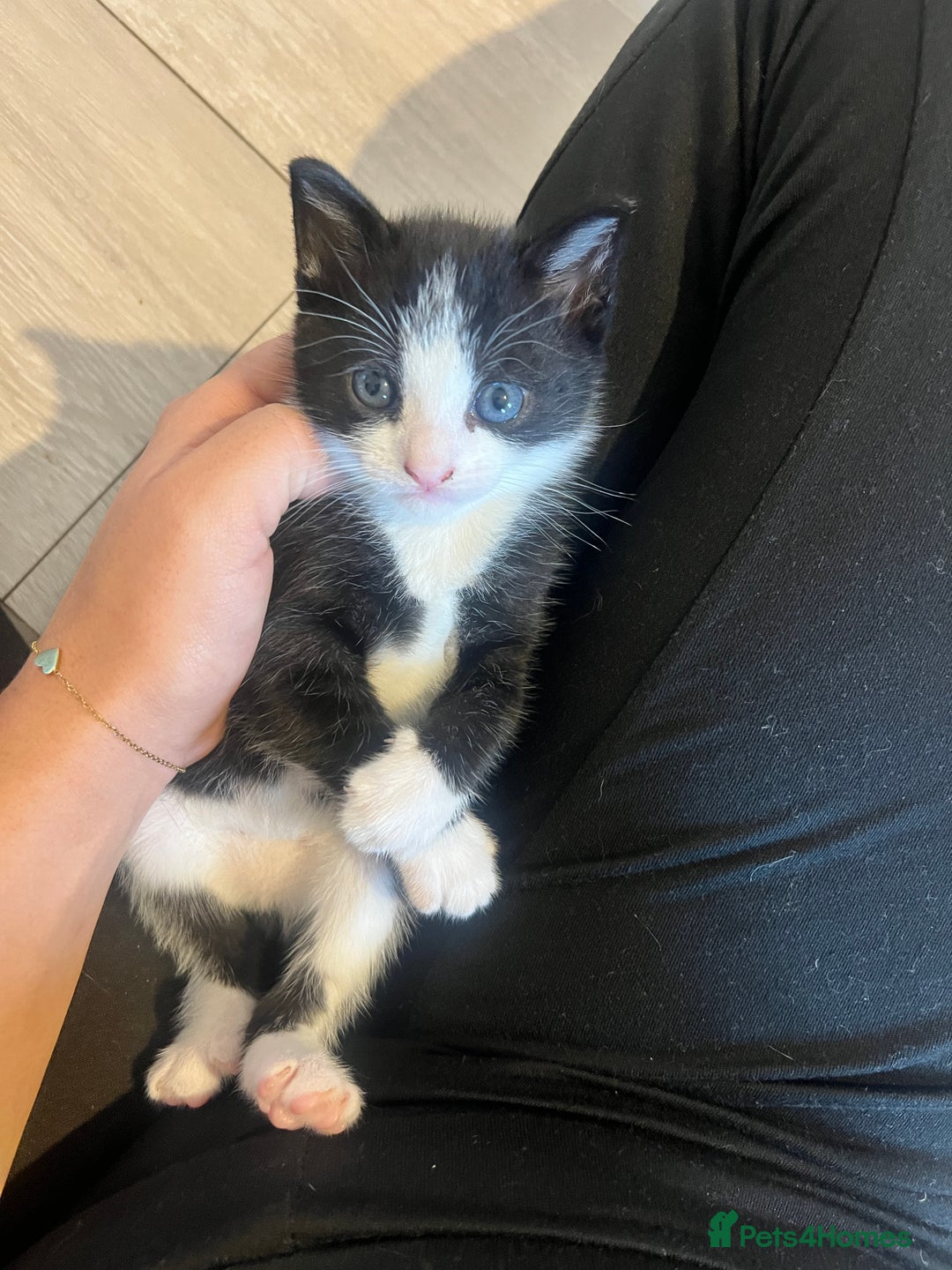 Domestic Shorthair cats for sale: Only 2 left - beautiful cuddly litter of 4  - Image 8