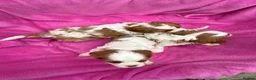 Cavalier King Charles Spaniel dogs for sale: Cavalier King Charles Spaniel puppies - Advert 24