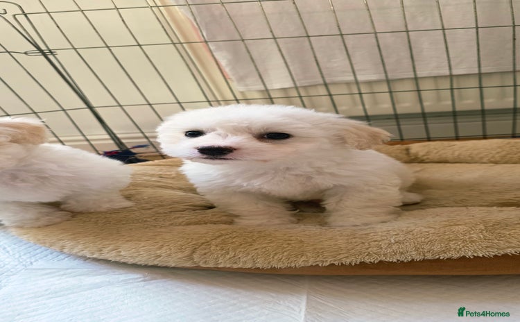 Shichon dogs - Advert 1