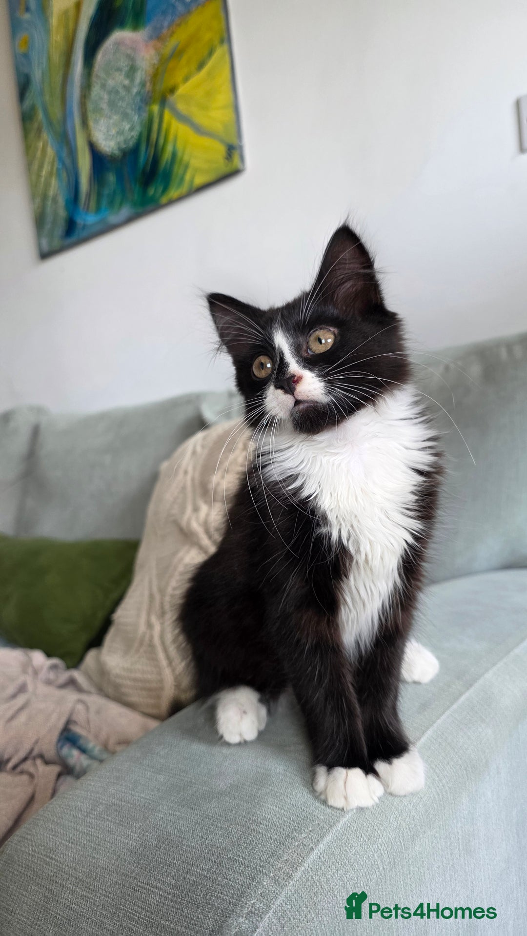 Mixed Breed cats for sale: Mixed breed - Image 2