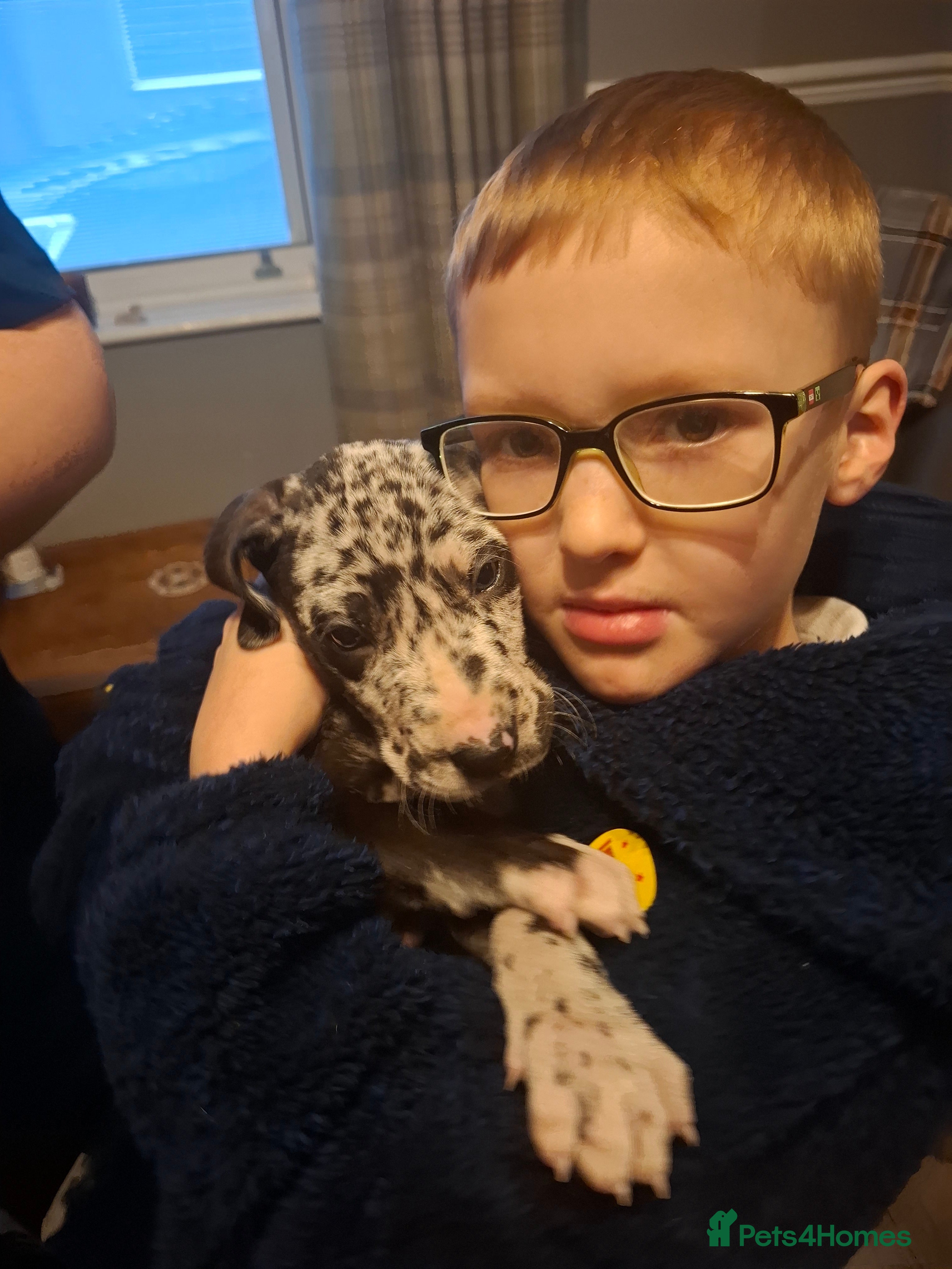 Great Dane dogs Great Dane puppies K.C Registered  - Advert 4