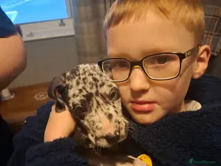 Great Dane dogs Great Dane puppies K.C Registered - Advert 4