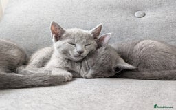Russian Blue cats for sale: Russian blue babies looking for FOREVER homes - Image 2